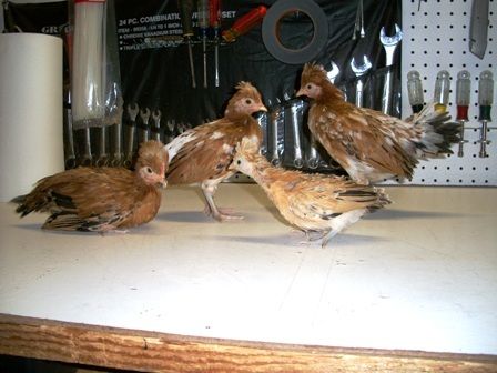 103649_bantams_046.jpg