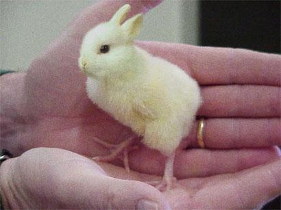 10364_22131_rabbit-chick.jpg