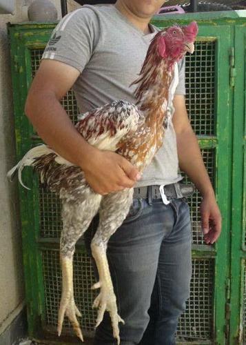 9 of the Largest Chicken Breeds