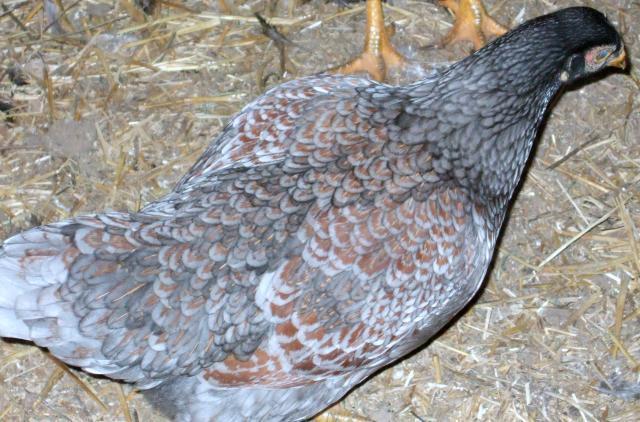10364_blue_laced_red_cornish_project_1.jpg