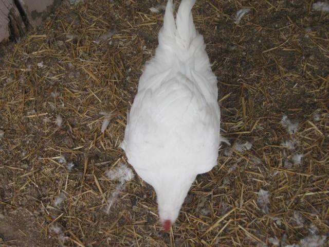 10364_img_1237.jpg