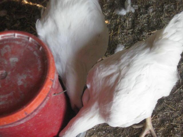 10364_img_1323.jpg