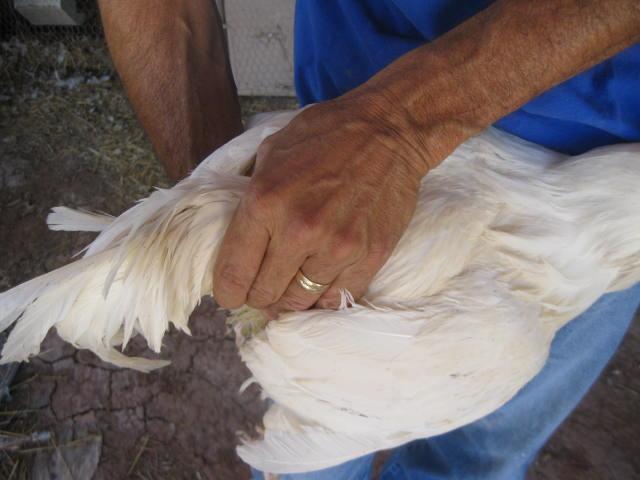 10364_img_1411.jpg