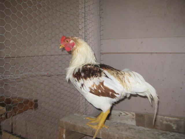 10364_img_1426.jpg