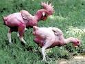 10364_naked_chicken.jpg