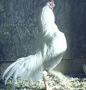 10364_whitetuzo.jpg