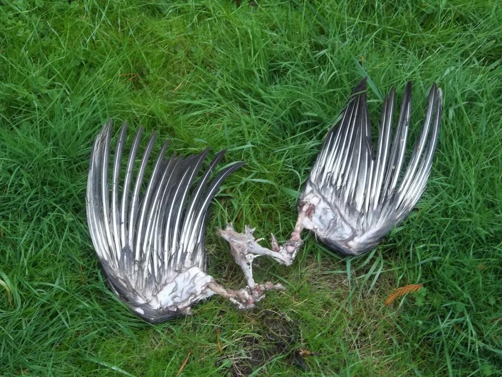 103694_chickens_house_pond_ate_bird_003.jpg