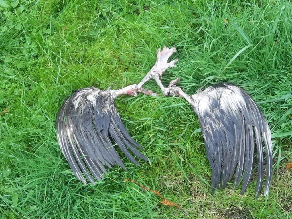 103694_chickens_house_pond_ate_bird_004.jpg