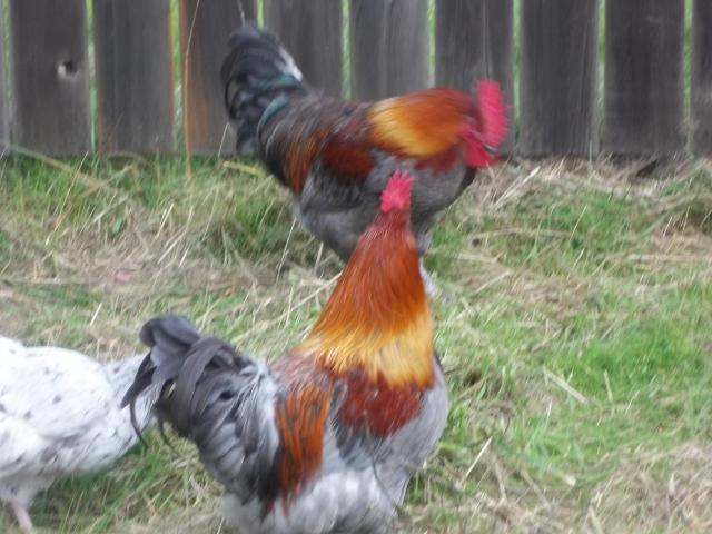 103694_november_chickens_006.jpg