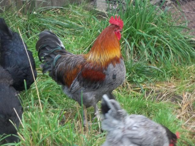 103694_november_chickens_010.jpg