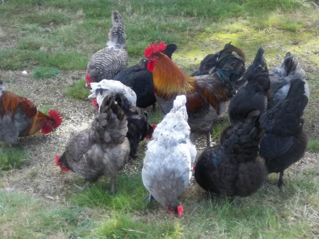 103694_sept_chickens_001.jpg