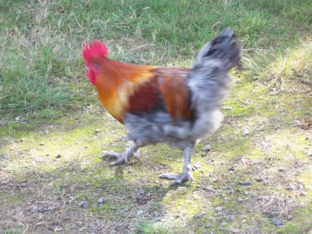 103694_sept_chickens_003.jpg
