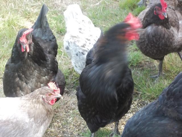 103694_sept_chickens_005.jpg
