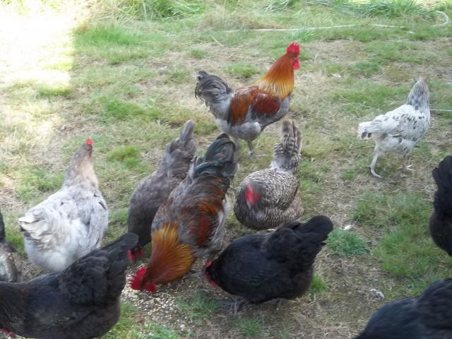 103694_sept_chickens_006.jpg