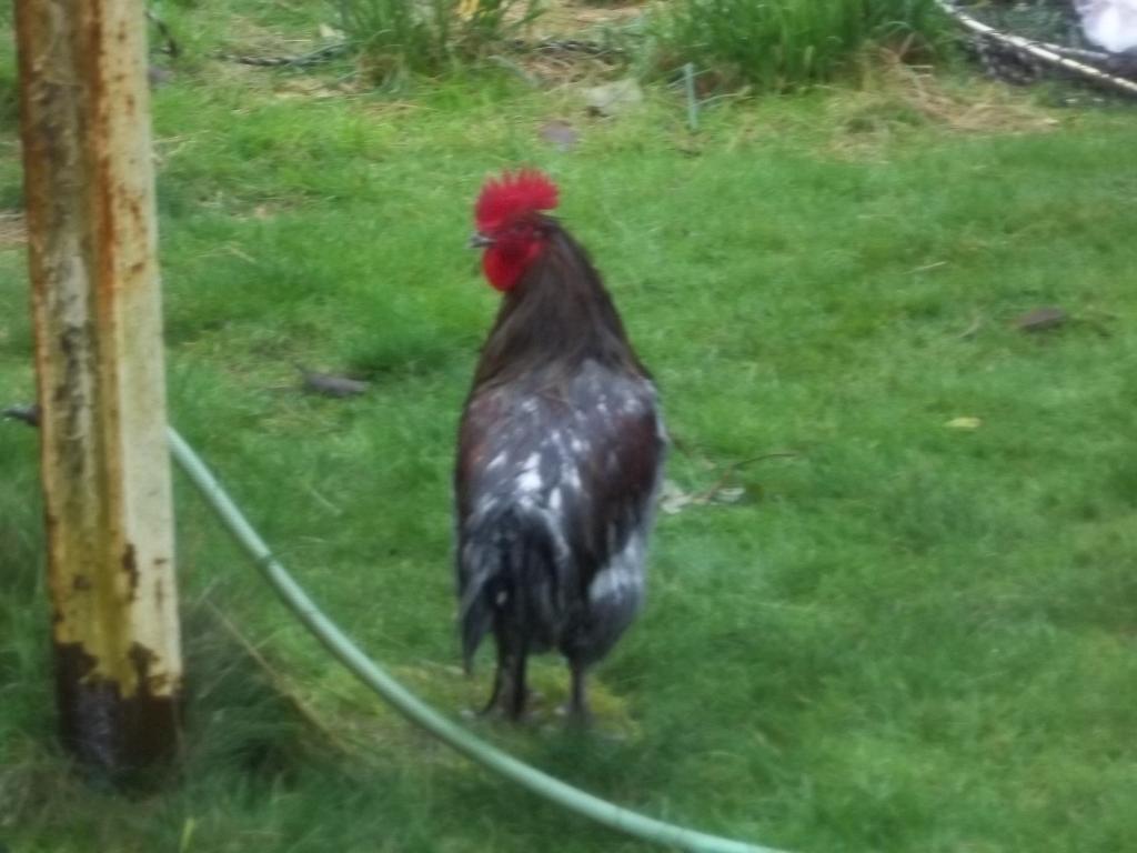 103694_wet_birds_002.jpg