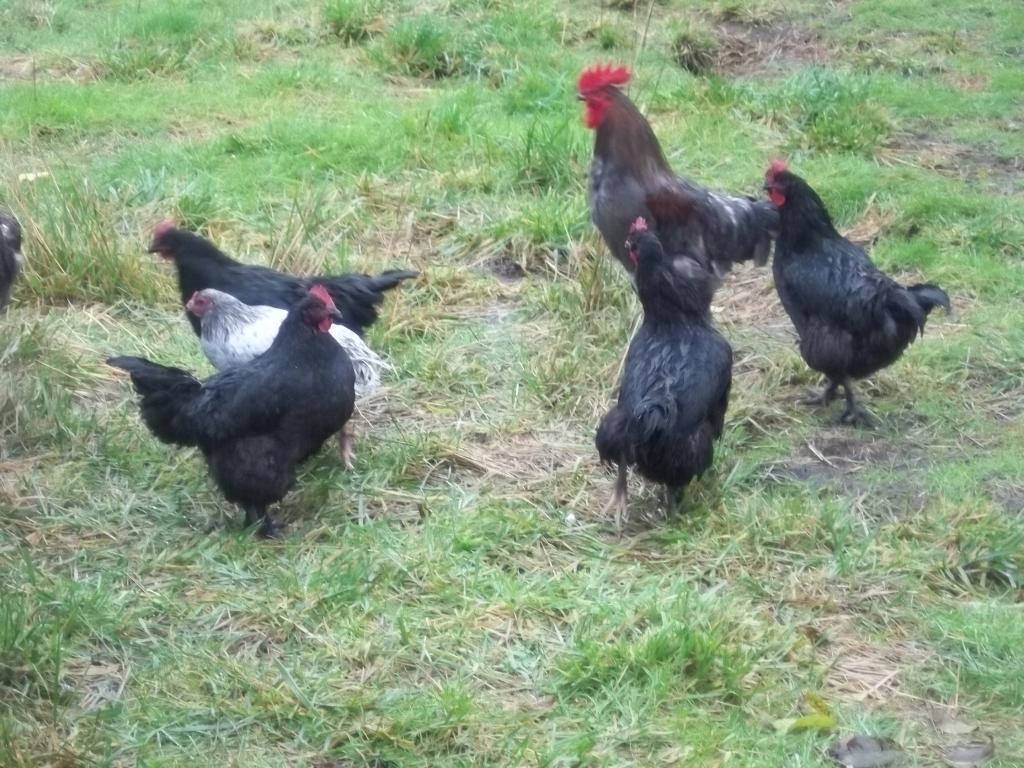 103694_wet_hens_001.jpg