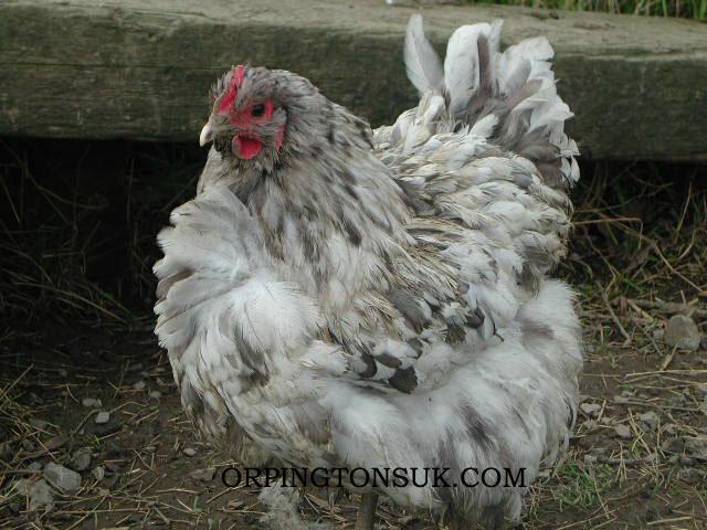 103717_splash-orpington-hen.jpg