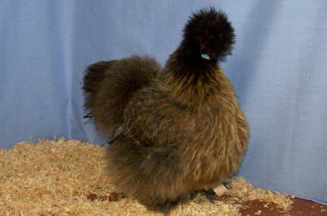 103742_aoc_silkie.jpg