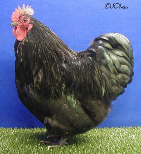 103742_orpington_chook.jpg