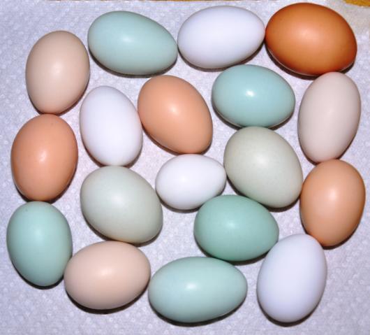 Ameraucana Egg Color Chart