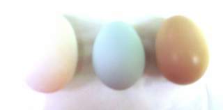 10376_eggs.jpg