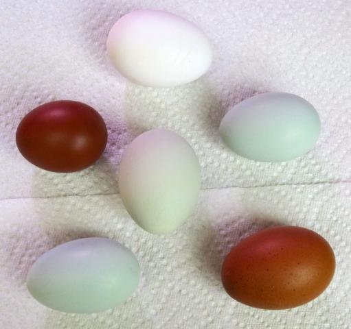 10376_eggs1.jpg