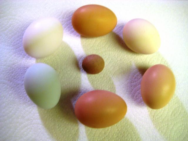 10376_fartegg.jpg