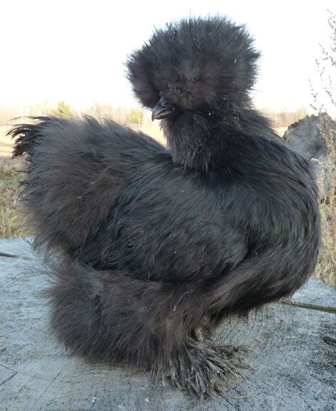 10380_blackpullet4.jpg