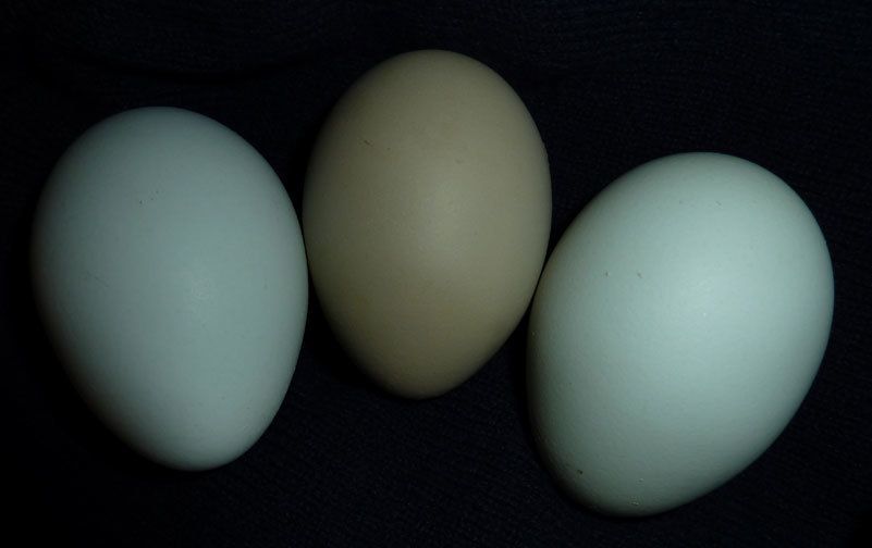 10380_oliveegg.jpg