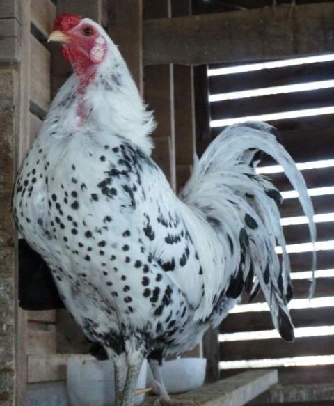 10380_rooster2.jpg