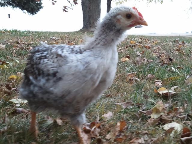 103944_2011-10-26_153015.jpg