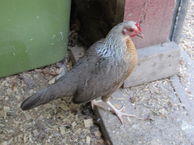 103944_chickens_002.jpg