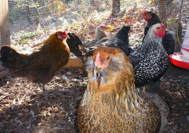 104019_chickens_dec_2011.jpg