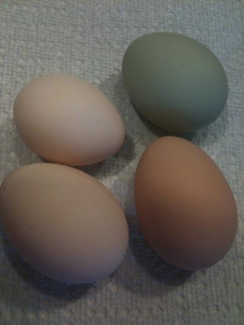 104019_colored_eggs.jpg