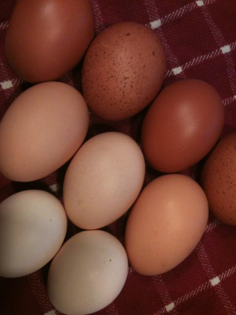 104019_eggs.jpg