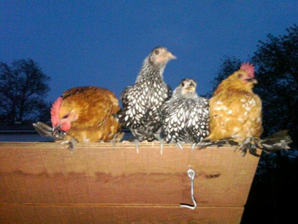 104116_chicks.jpg