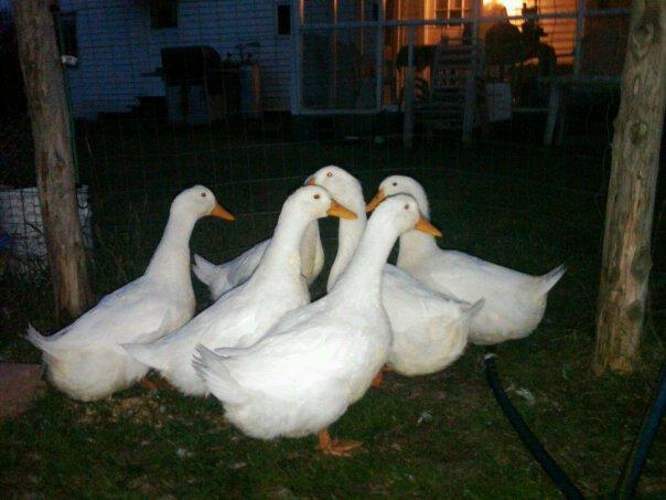 104116_duck2.jpg