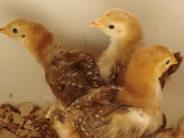 10411_chicks2weeks2.jpg