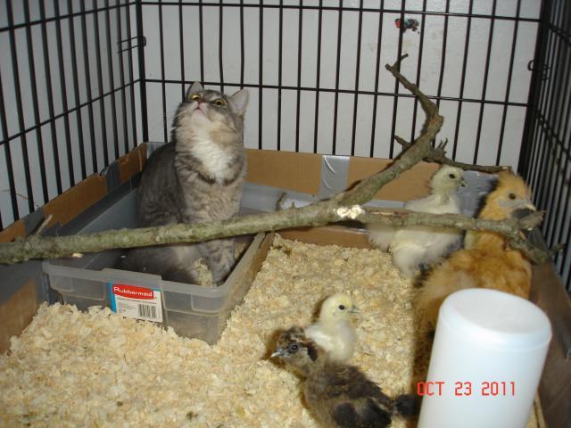 104144_curious_kitty_002.jpg