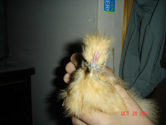 104144_silkie_babies_012.jpg