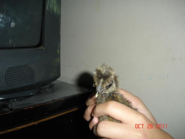 104144_silkie_babies_013.jpg