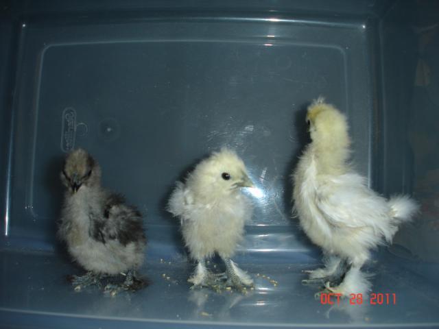 104144_silkie_babies_031.jpg
