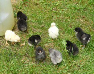 10421_dscf4485.jpg
