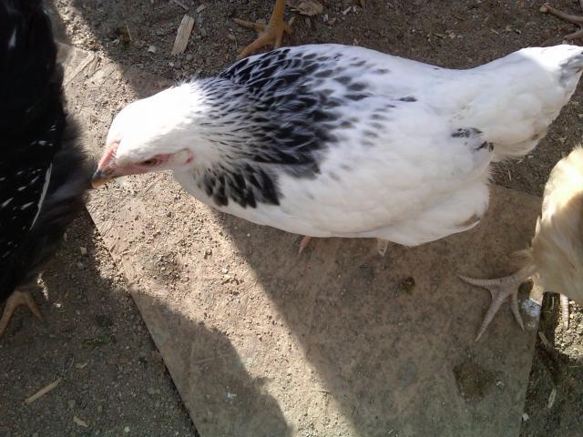 104380_007.jpg