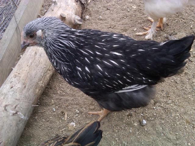104380_0981.jpg