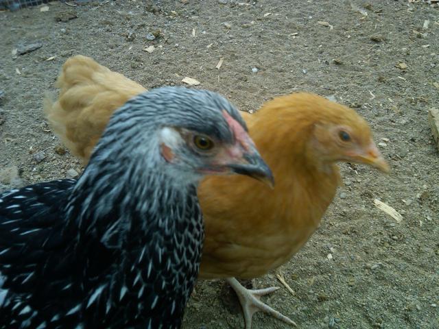 104380_100.jpg