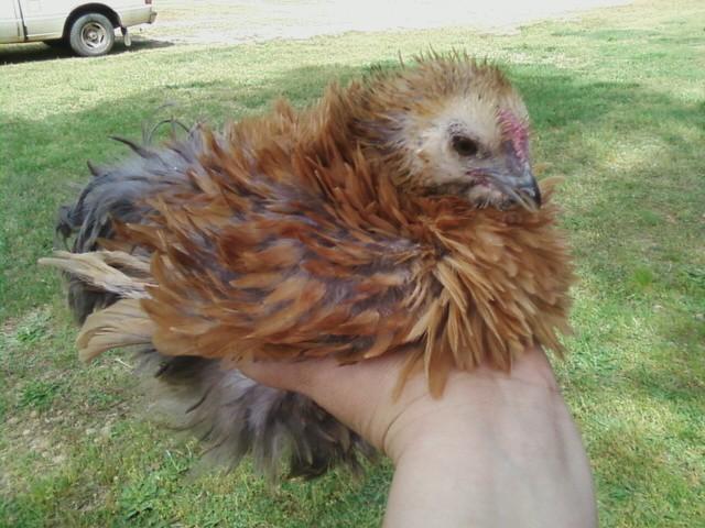 10439_chicken.jpg