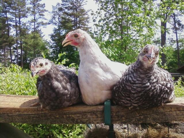 10439_chicken2.jpg