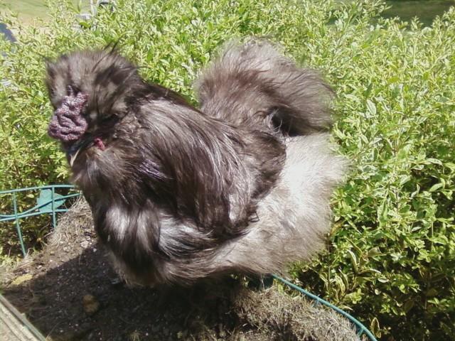 10439_chicken4.jpg