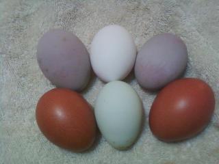 Which Chicken Lays Purple Eggs?  